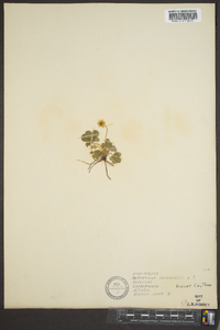 Potentilla canadensis image