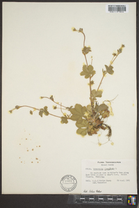 Potentilla canadensis image