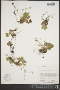 Potentilla canadensis image