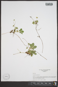 Potentilla canadensis image