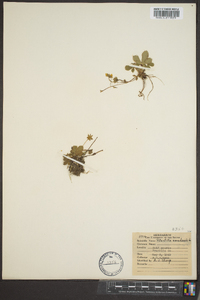 Potentilla canadensis image