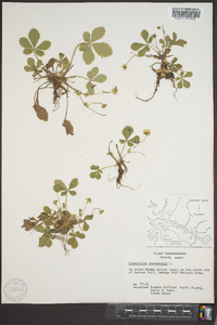 Potentilla canadensis image