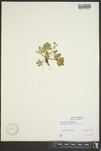 Potentilla canadensis image