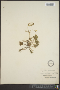 Potentilla canadensis image