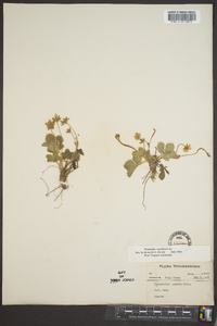 Potentilla canadensis image