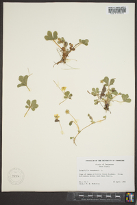 Potentilla canadensis image