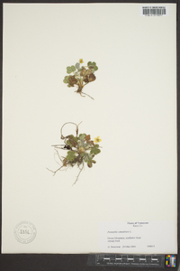 Potentilla canadensis image