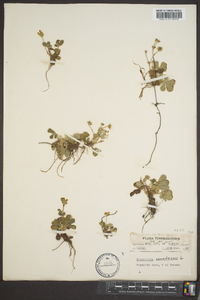 Potentilla canadensis image