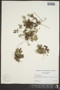 Potentilla canadensis image