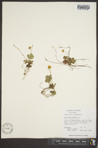 Potentilla canadensis image