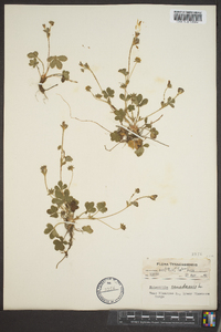 Potentilla canadensis image