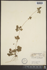 Potentilla canadensis image