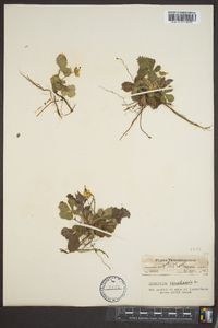 Potentilla canadensis image