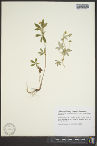 Potentilla simplex var. argyrisma image