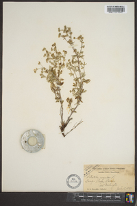 Potentilla argentea image