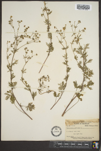 Potentilla argentea image