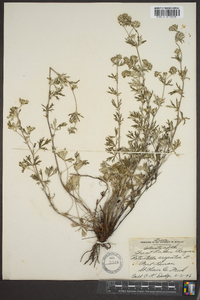 Potentilla argentea image