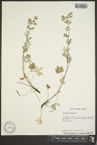 Potentilla argentea image