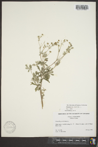 Potentilla argentea image