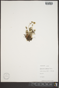 Potentilla biflora image