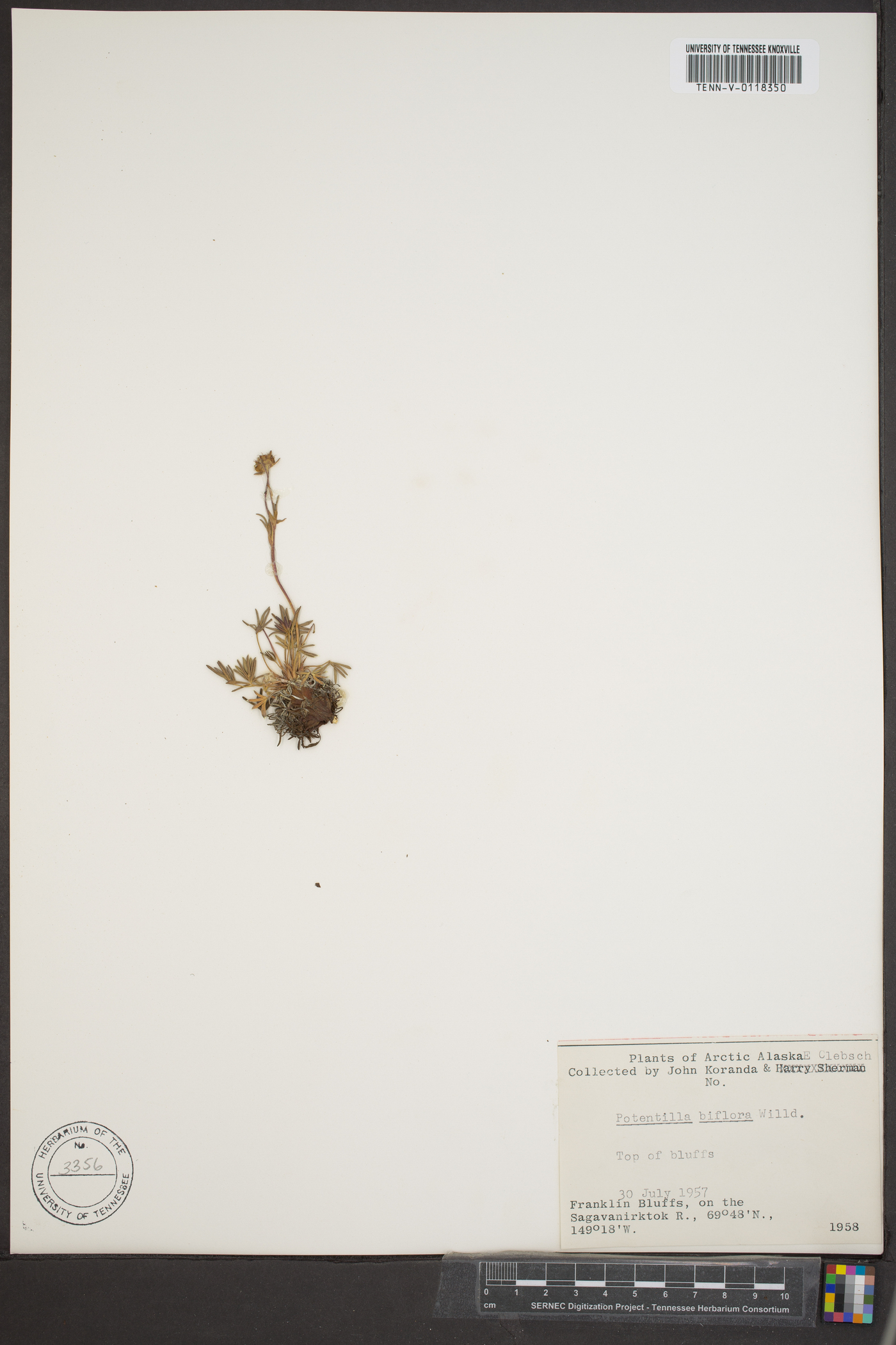 Potentilla biflora image