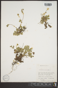 Potentilla canadensis image