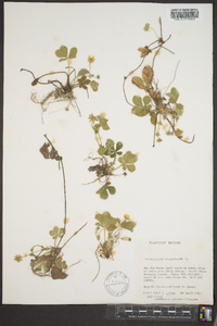 Potentilla canadensis image