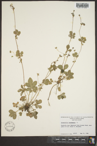 Potentilla canadensis image