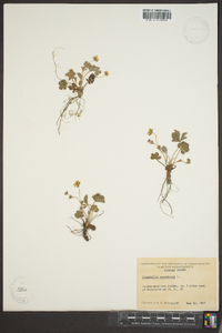 Potentilla canadensis image