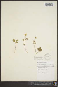 Potentilla canadensis image