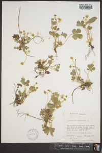 Potentilla canadensis image