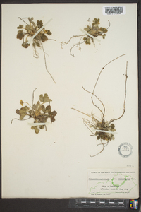Potentilla canadensis var. villosissima image