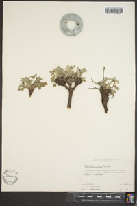 Potentilla concinna image