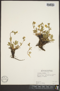 Potentilla diversifolia image