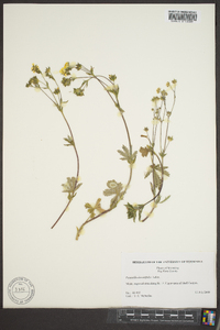 Potentilla diversifolia image