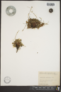 Potentilla emarginata image