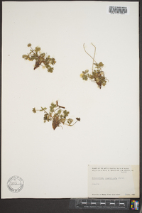 Potentilla emarginata image