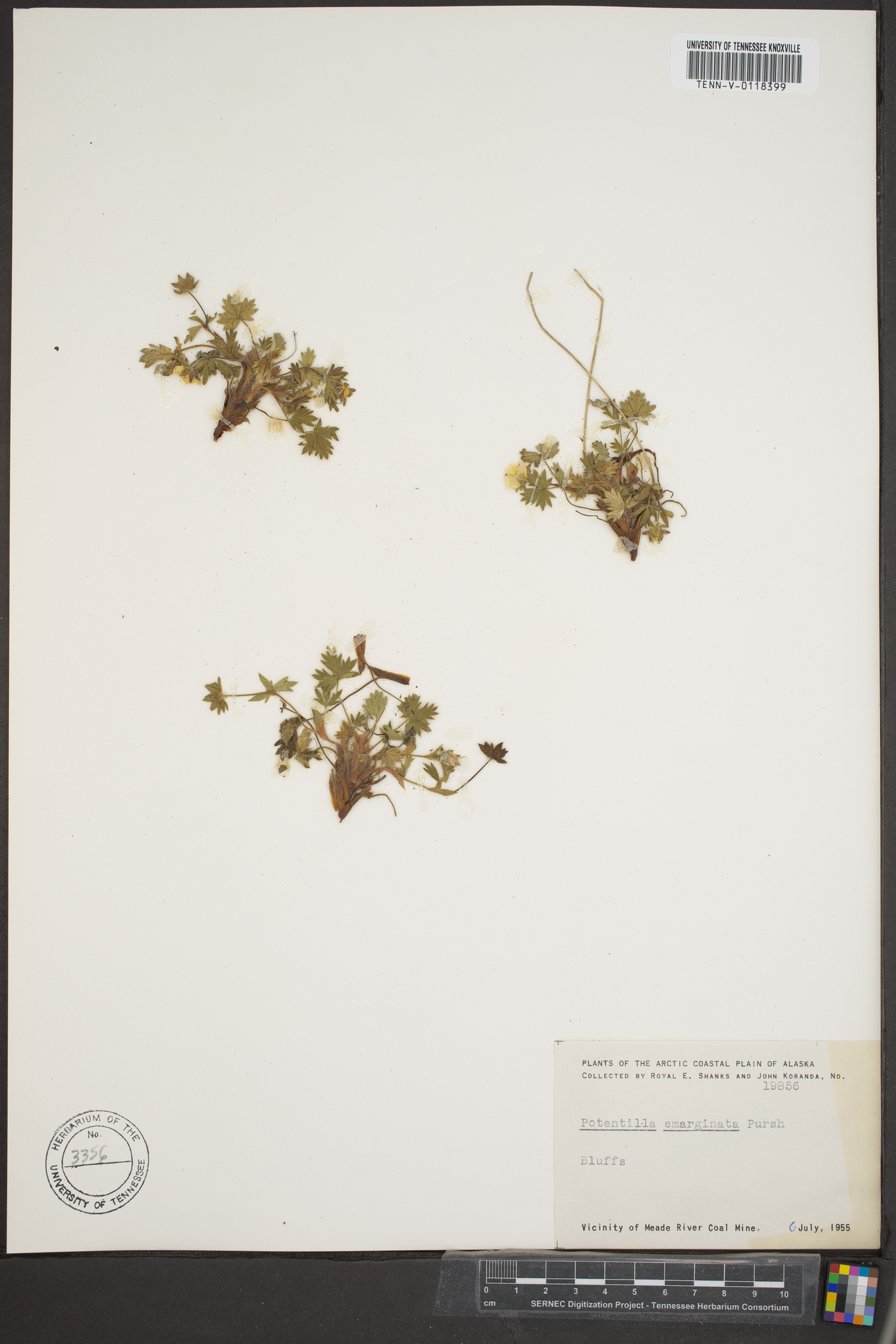 Potentilla emarginata image
