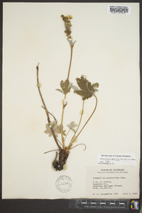 Potentilla gracilis image