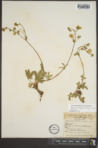 Potentilla gracilis image