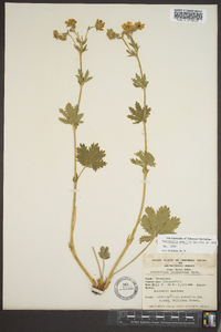 Potentilla gracilis image