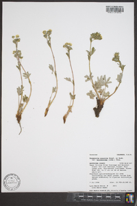 Potentilla gracilis image