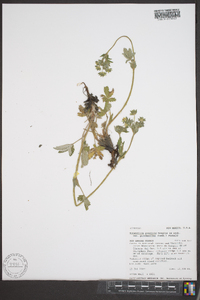 Potentilla gracilis image