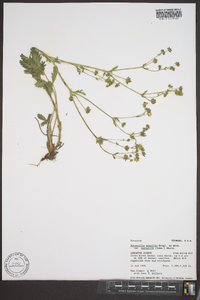 Potentilla gracilis image