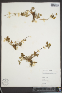 Potentilla hookeriana image