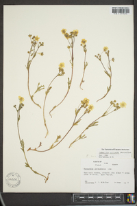 Potentilla multisecta image