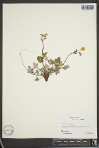 Potentilla nivea image