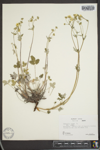 Potentilla nivea image