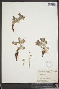 Potentilla nivea image