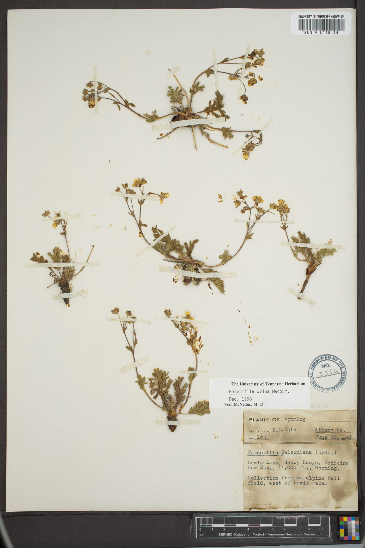 Potentilla ovina image